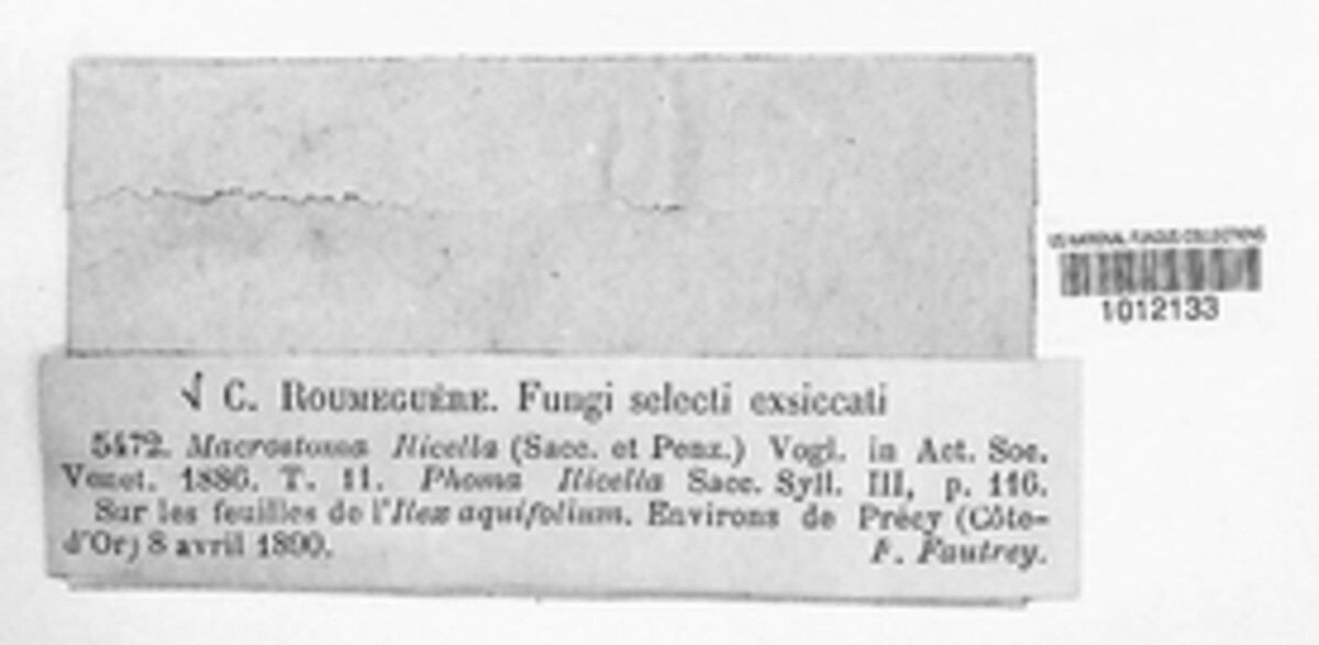 Fusicoccum ilicellum image